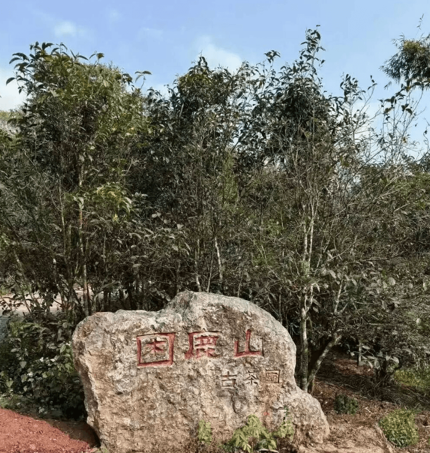 Teh upeti kerajaan Gunung Kunlu: gaya khas Yunnan yang dikenal karena keanggunannya