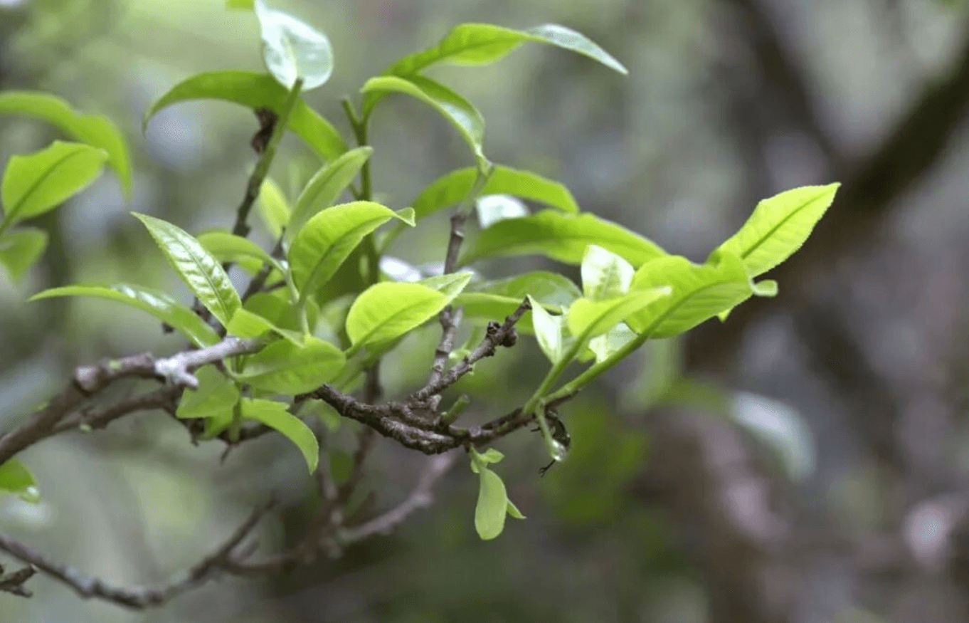 Fresh green tea shoots growing on an old tea branch at Kunlu Mountain