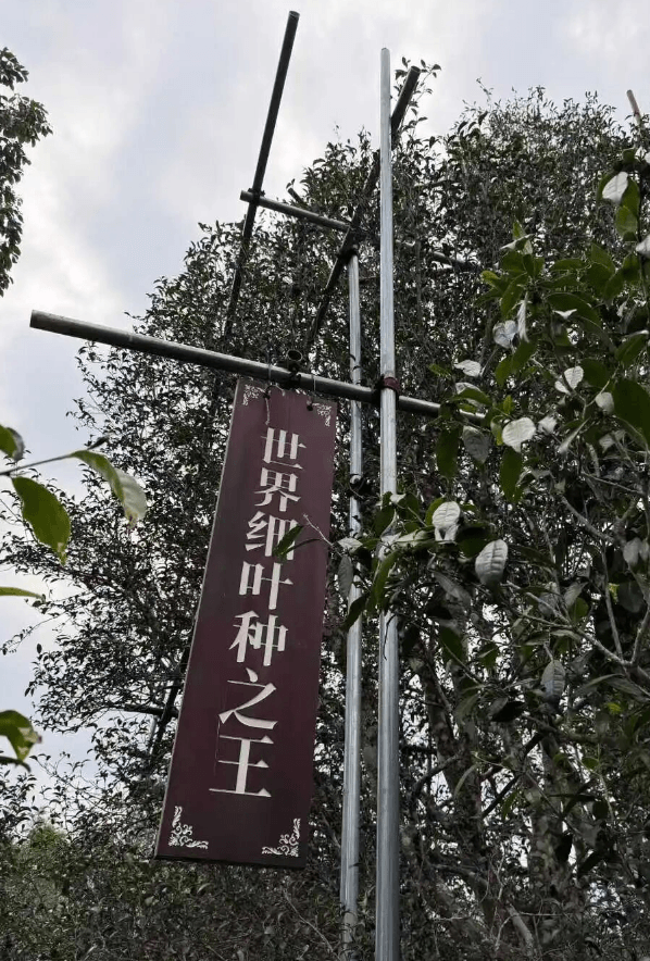 A vertical sign reading King of the World's Red-Leaf Varieties among tea trees on Kunlu Mountain