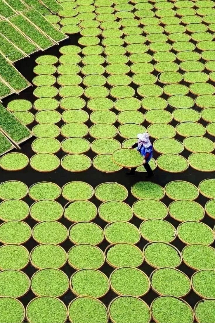 Memilih Pemasok Teh Label Sendiri: Tujuh Pertanyaan untuk Percakapan Pertama