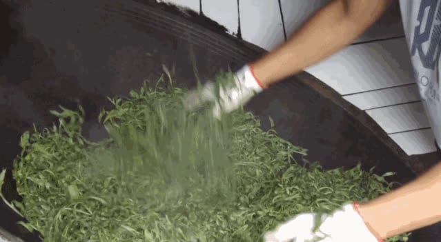 Daun teh dibalik dengan tangan di wajan panas saat proses penghenti enzim