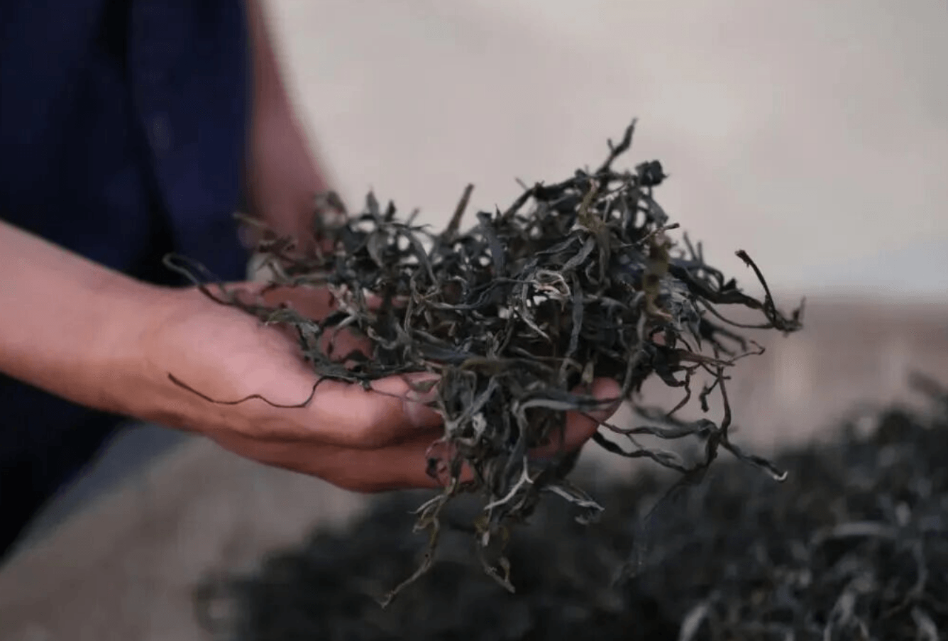 A tea worker holding a handful of loose finished maocha for inspection