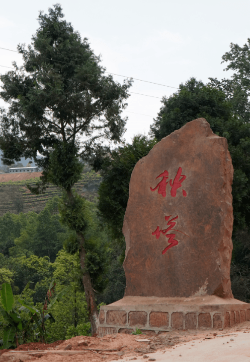 Teh upeti kerajaan dari Desa Tua Yangta: bulan putih teh Yunnan