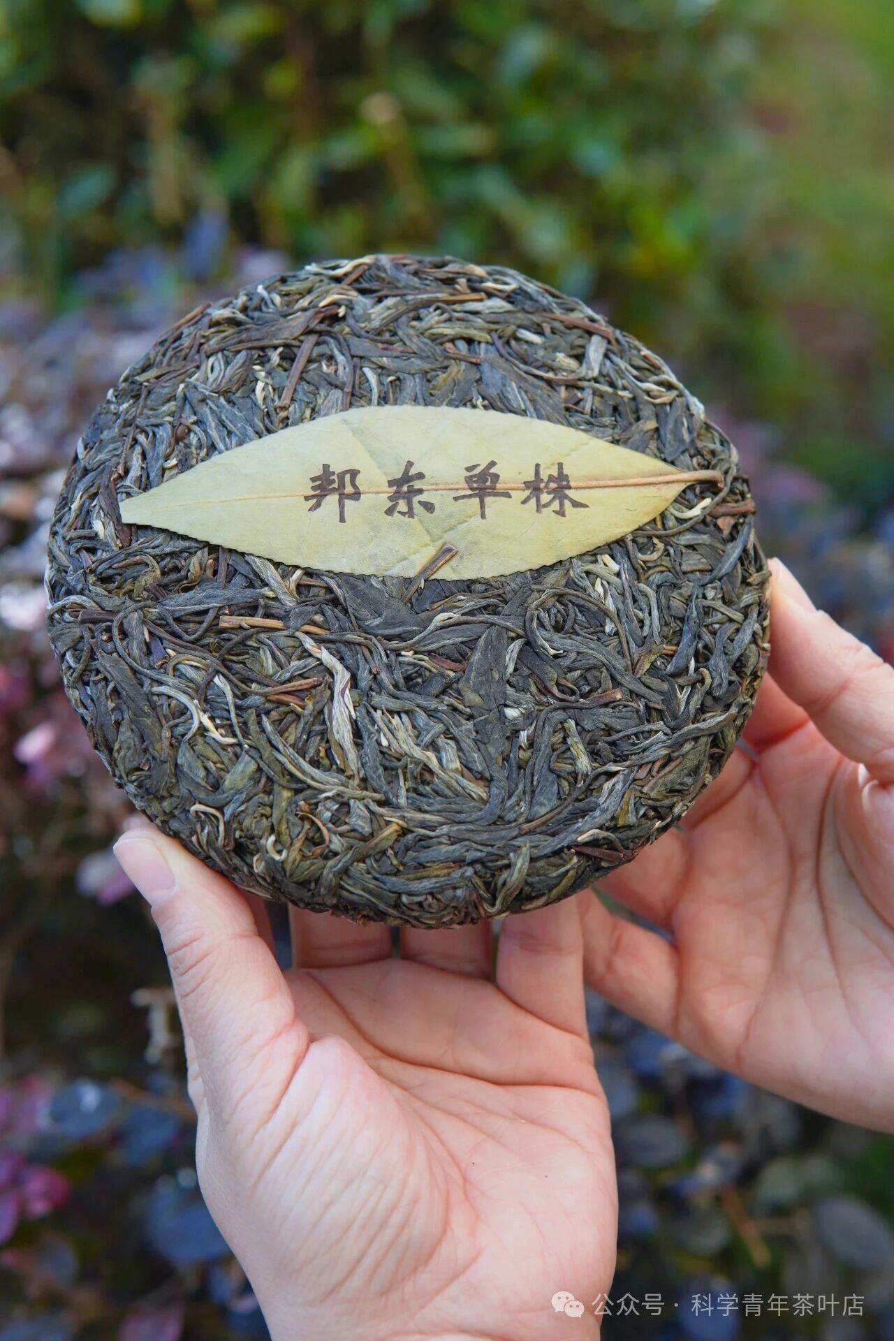 Pu-erh sheng cây cổ thụ Bangdong Old Village