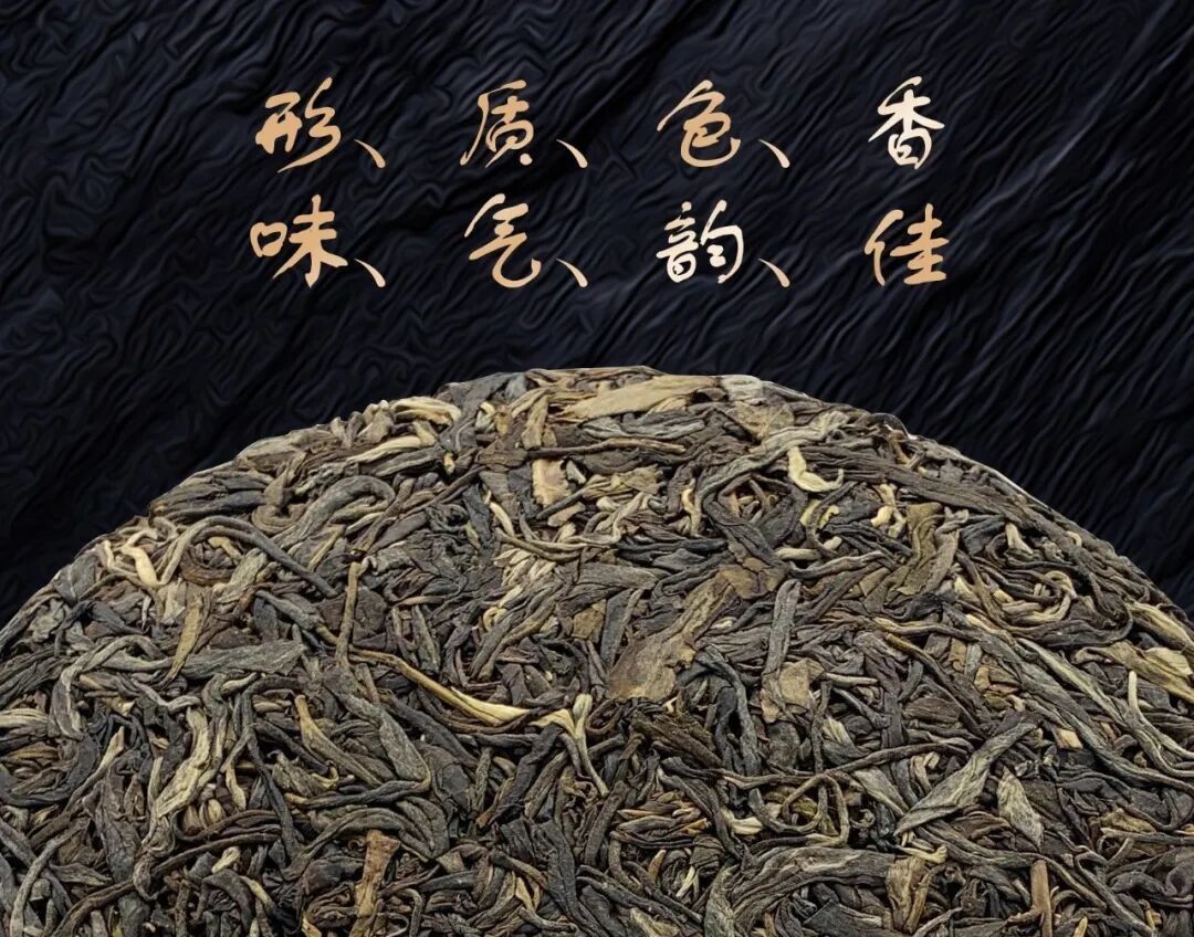 Pu-erh sheng cây cổ thụ Jingmai Great Village