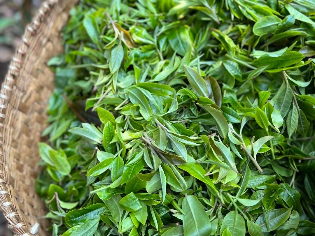 Trà cây cổ thụ ngự dụng Dianwu Gongya núi Manglu