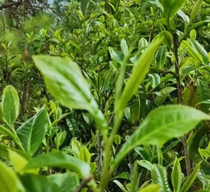 Seleksi Gunung Yunnan — Pu-erh Mentah Pohon Tua (Daun Lepas)